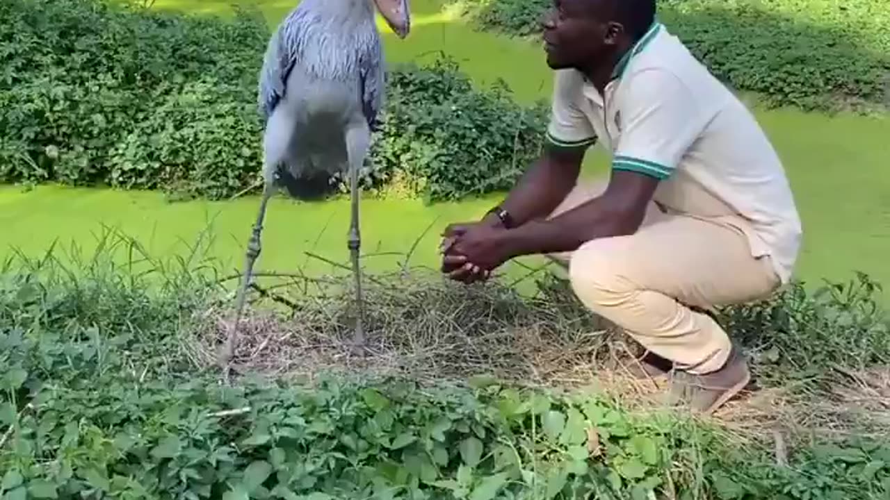The Shoebill Stork..