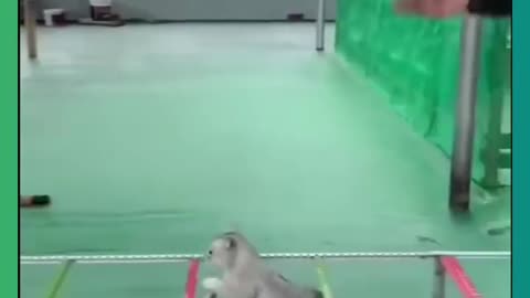 Army meow (720p)hd