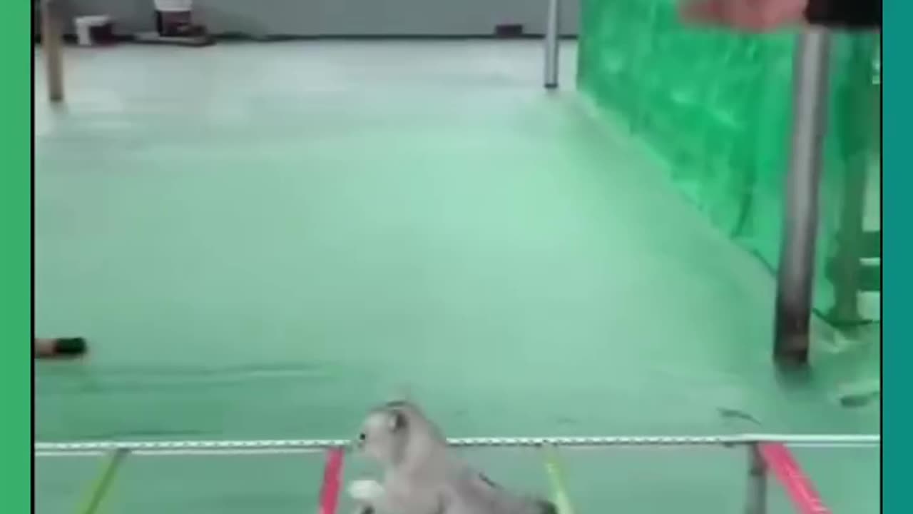 Army meow (720p)hd