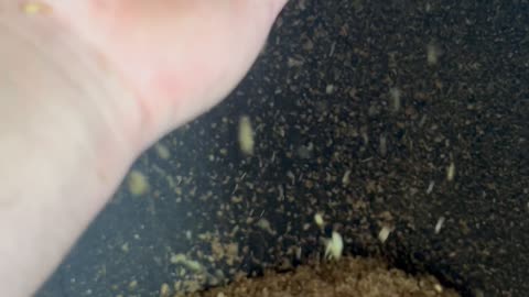 pelicula plateada o Silver skin