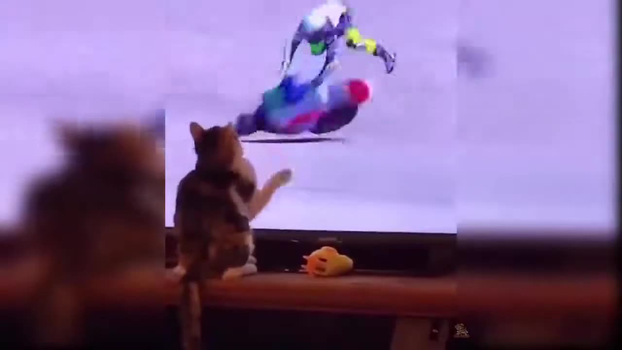 Funny Animals