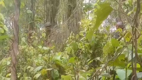 🔥⚔️ Myanmar War | Arakan Army Clashes with Junta Troops in Rakhine State | RCF