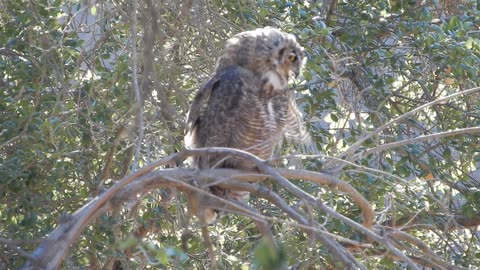 Owl at the park