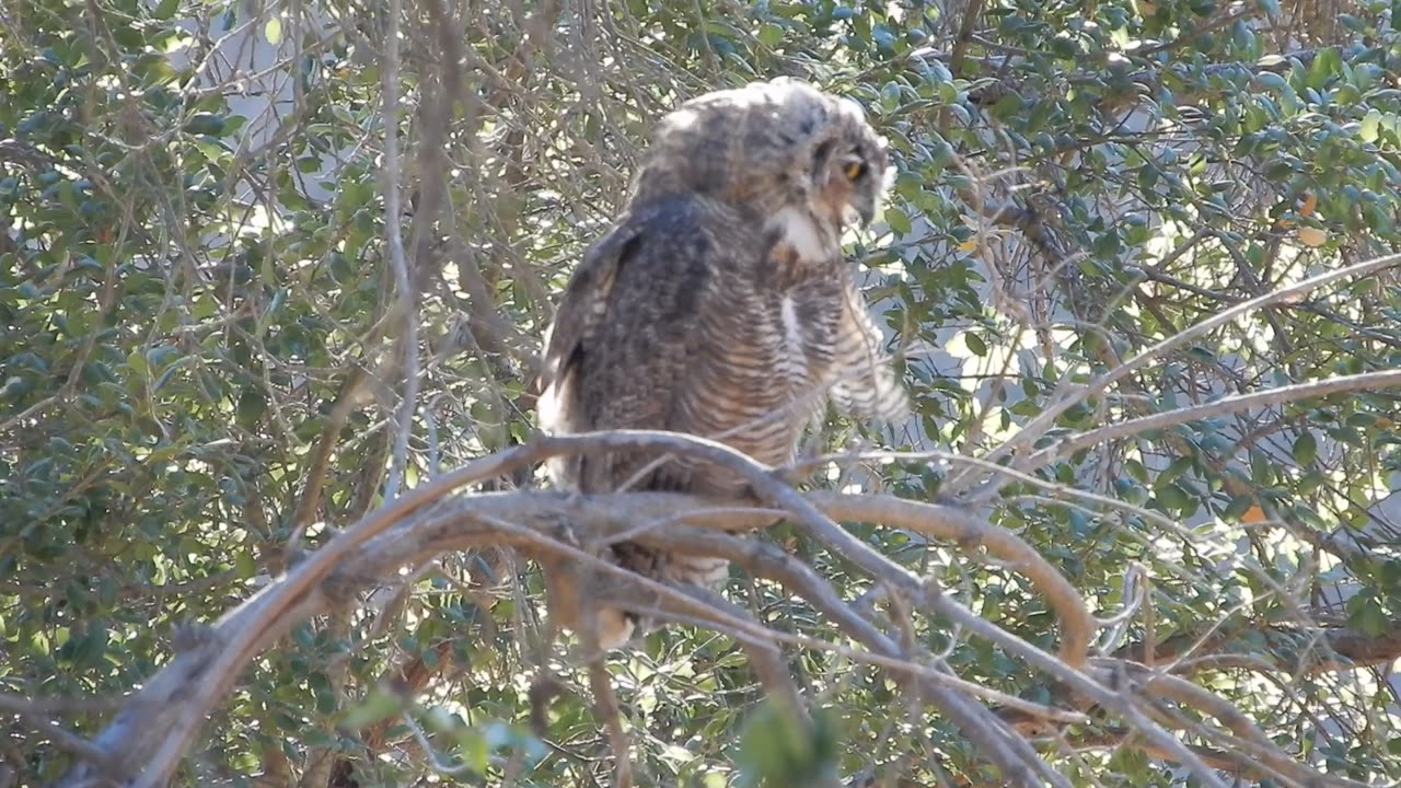 Owl at the park