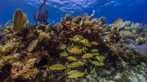 Amazing Dry Tortuga slideshow Florida