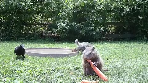 Squirrel