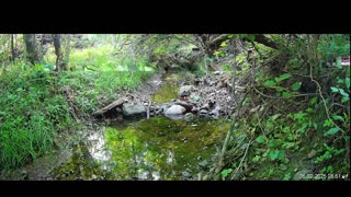 Live Stream