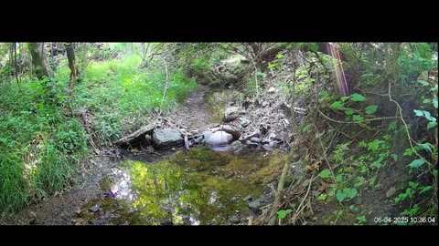 Live Stream