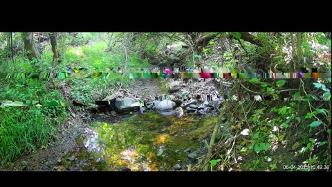 Live Stream