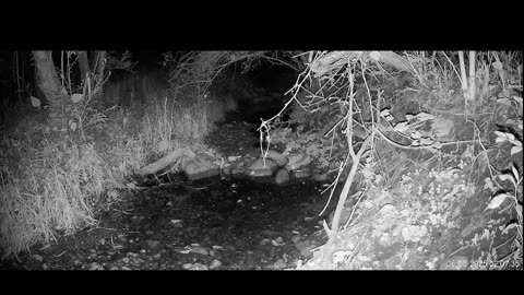 Live Stream