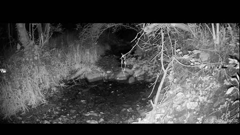 Live Stream