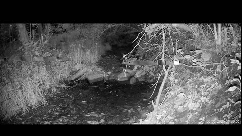 Live Stream