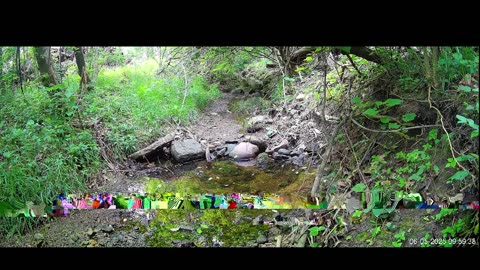 Live Stream