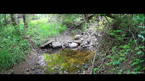 Live Stream