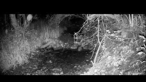 Live Stream