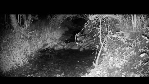 Live Stream