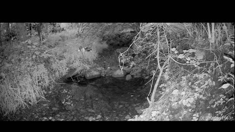 Live Stream