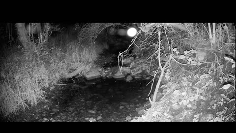 Live Stream