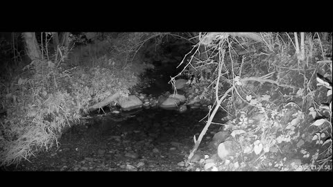 Live Stream