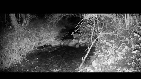 Live Stream