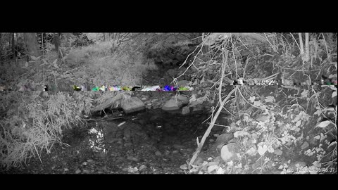 Live Stream