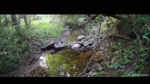 Live Stream