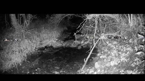 Live Stream