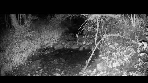 Live Stream