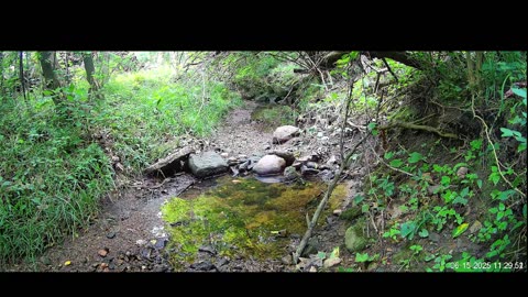 Live Stream