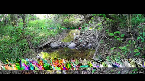 Live Stream