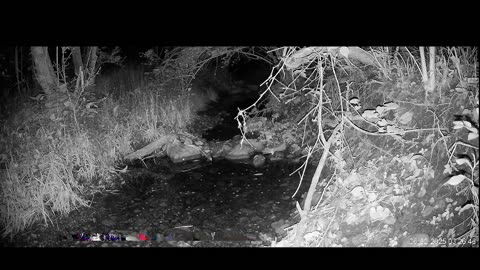 Live Stream