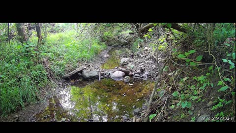 Live Stream