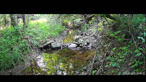 Live Stream
