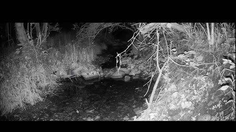 Live Stream