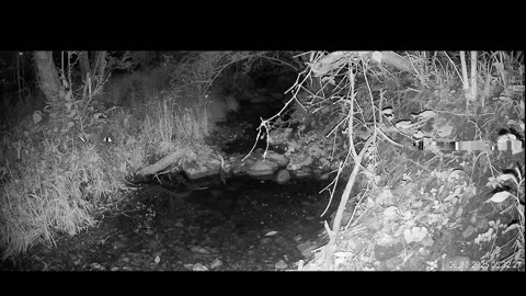 Live Stream