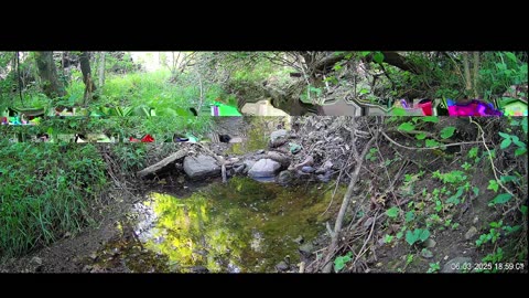 Live Stream