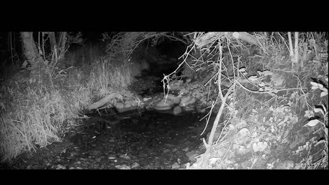 Live Stream