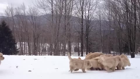 puppy pile golden retriever plays with her puppies