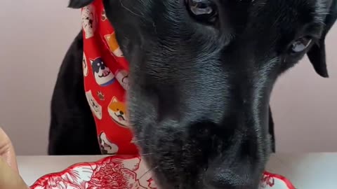 The dog eats better than me.