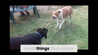 Letter To Chomp Snippet