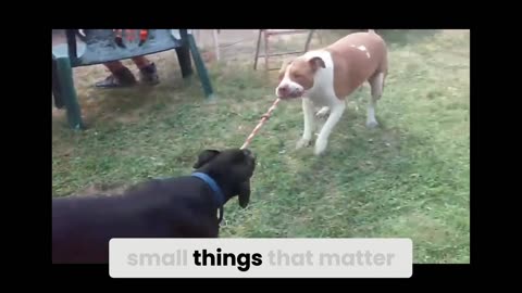 Letter To Chomp Snippet