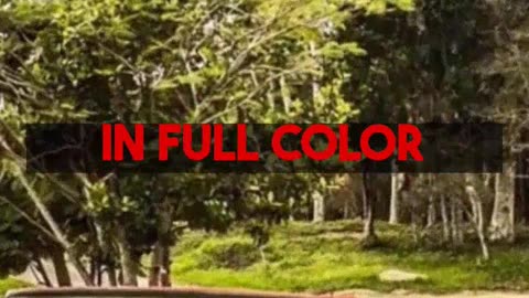 Colorize Your Old Black and White Photos: Best Practices for colorizethis.io