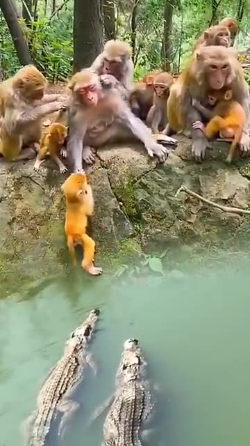 The Confusing behavior of animals