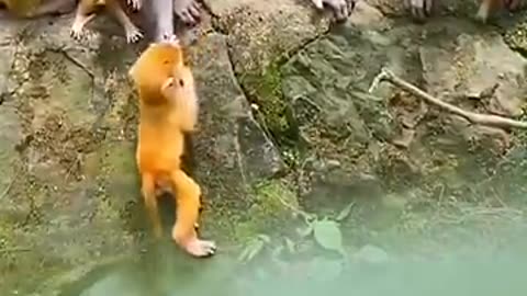 The Confusing behavior of animals