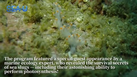 Ocean Magic on Earth Day: A Journey with Sea Slugs
