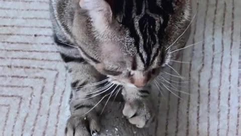 Multi-functional slippers with cat scratching board