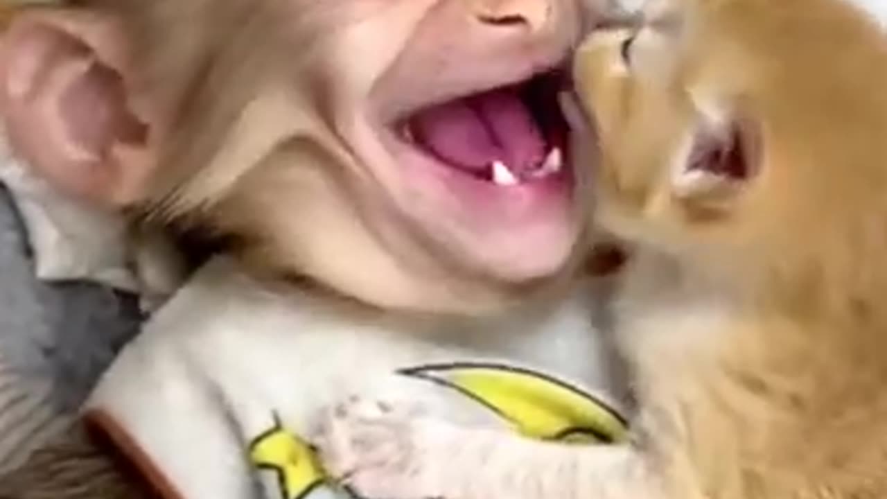 Kitten Lovingly Licks Baby Monkey – Cutest Friendship Ever! 🐱🐵💖