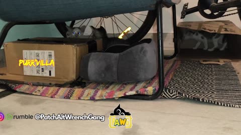 8th July Kitten Vlog #patch #mellow #Alt