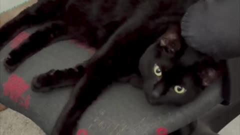 Cute Precious Piper Dreams of Taking a Walk - My Adopted Shelter Cat Vlog #shorts
