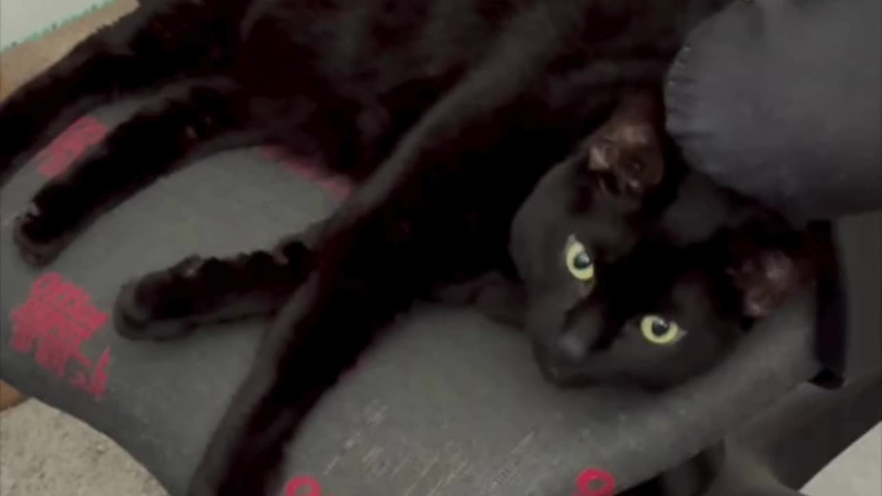 Cute Precious Piper Dreams of Taking a Walk - My Adopted Shelter Cat Vlog #shorts